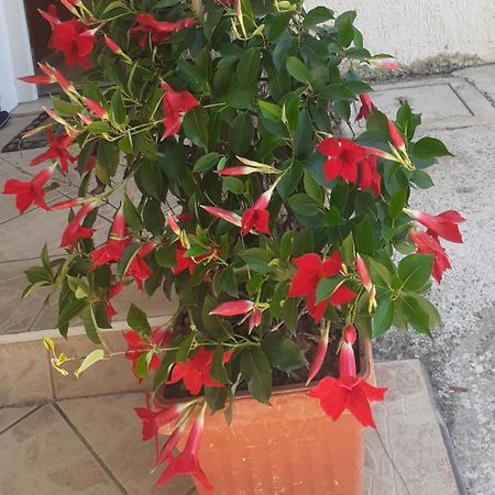 בריסט Vila Druzijanic מראה חיצוני תמונה