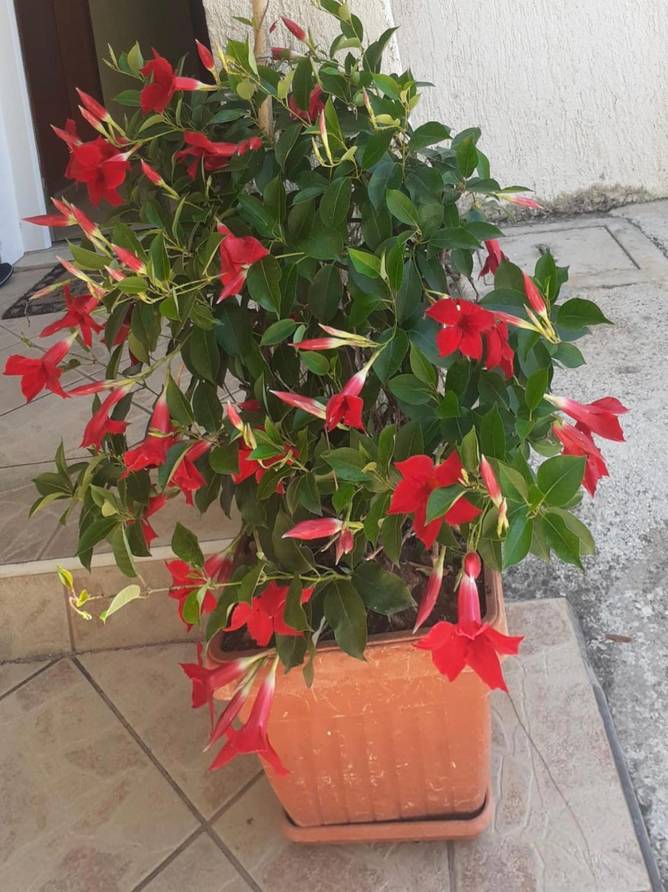 בריסט Vila Druzijanic מראה חיצוני תמונה